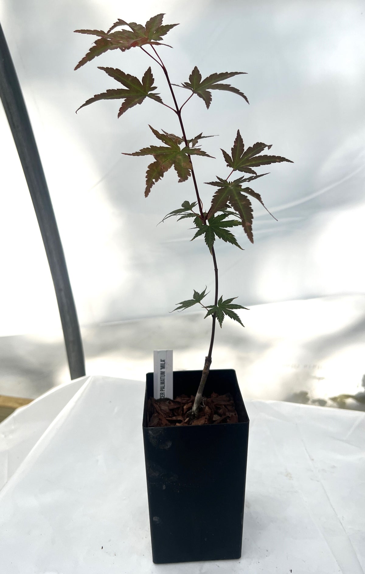 Acer palmatum 'Mila' graft union on grafted Japanese maple liner
