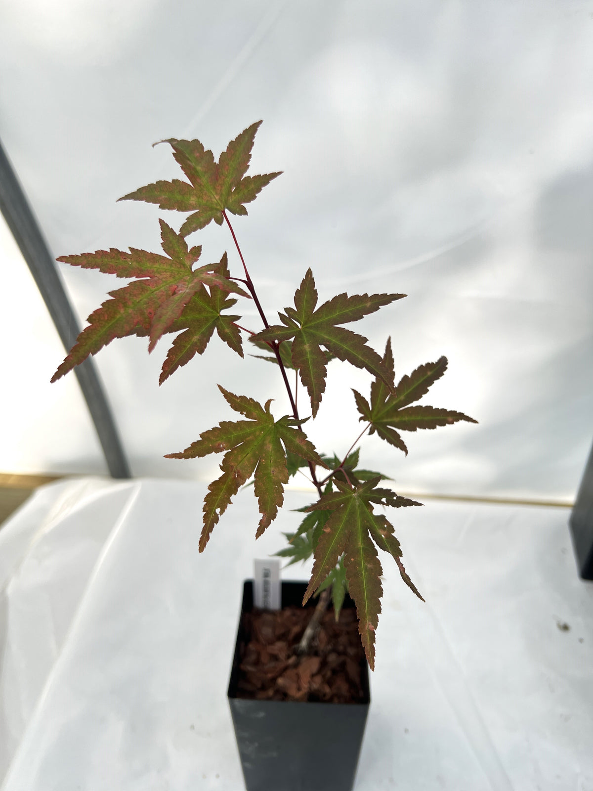 Acer palmatum 'Mila' Japanese maple in 3 5/8 inch band pot