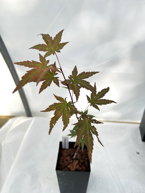 Acer palmatum 'Mila' Japanese maple in 3 5/8 inch band pot