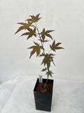 Acer palmatum 'Mila' Japanese maple grafted liner