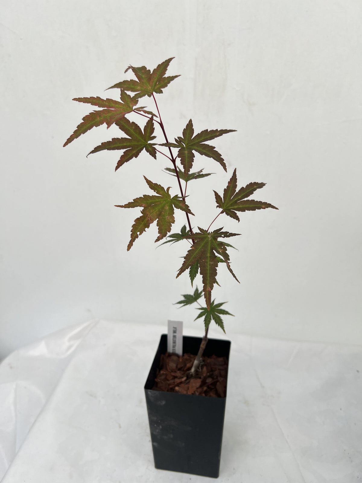 Acer palmatum 'Mila' Japanese maple grafted liner