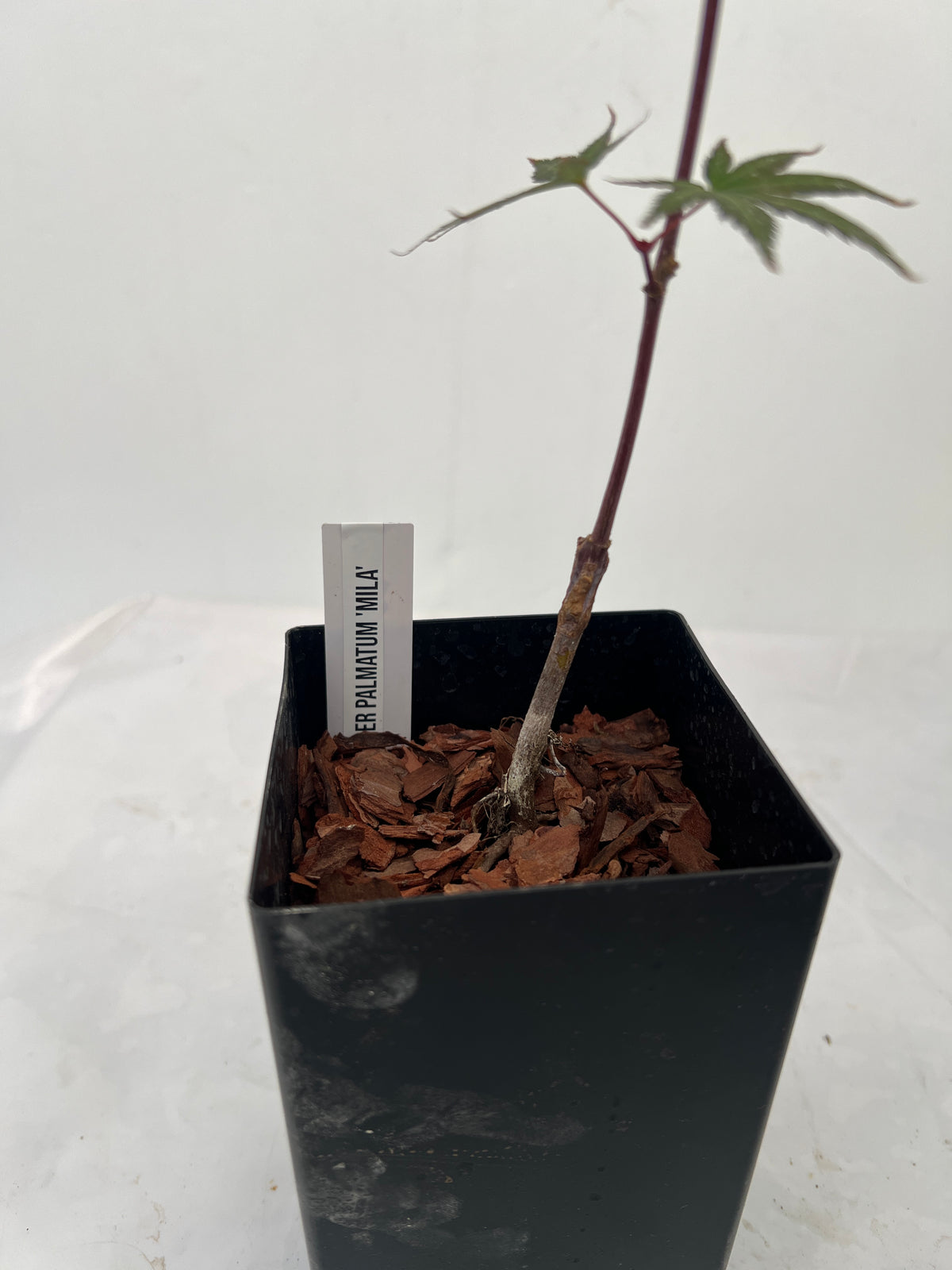 Grafted Japanese maple 'Mila' in deep band pot