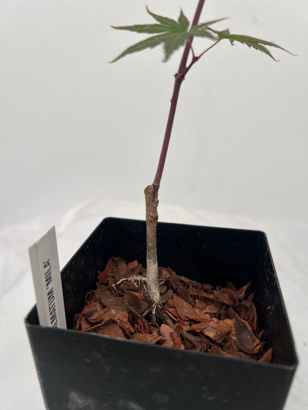 Acer palmatum 'Mila' Japanese Maple | Grafted Liner