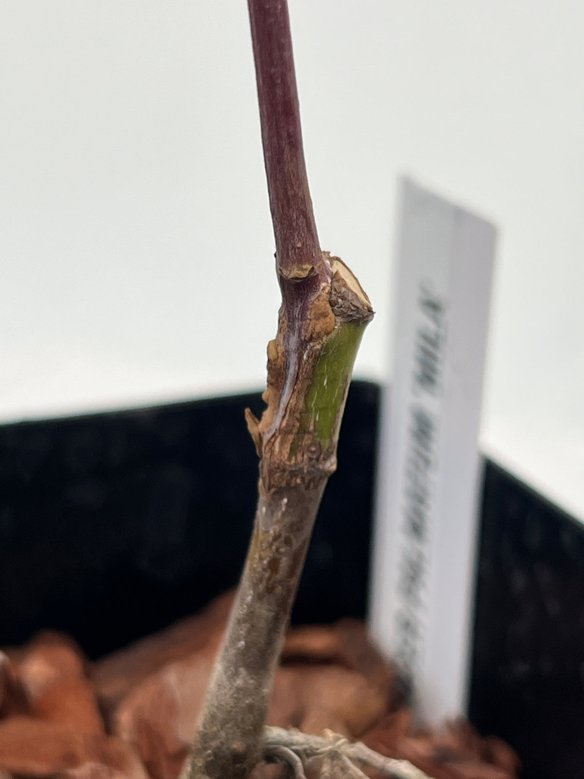 Acer palmatum 'Mila' Japanese Maple | Grafted Liner