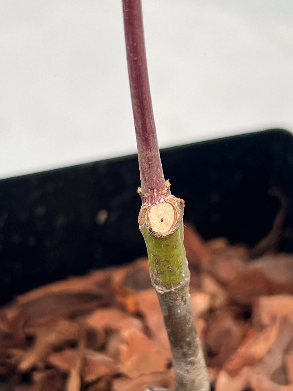 Acer palmatum 'Mila' Japanese Maple | Grafted Liner